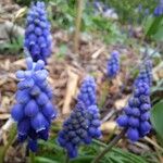 Muscari neglectumBlüte