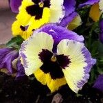 Viola tricolorFloro