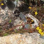 Hypericum australe Celota
