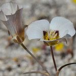 Calochortus leichtlinii Flower