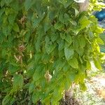 Dioscorea esculenta অভ্যাস
