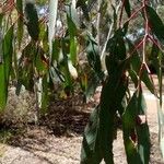 Eucalyptus sideroxylon Levél