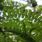 Adiantum caudatum Fruto