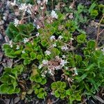 Saxifraga hirsuta Hábito