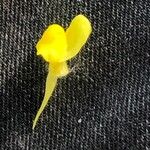 Linaria spartea फूल