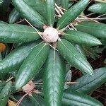 Rhododendron degronianum Blatt