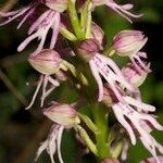 Orchis × spuria ফুল