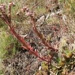 Sempervivum marmoreum Habitus