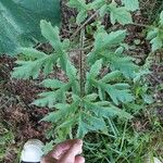 Heracleum sphondylium Leaf