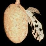 Theobroma subincanum Плод