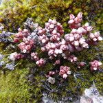 Sedum andegavense 形態