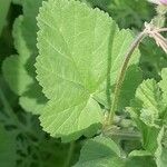 Erodium laciniatum Blad
