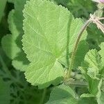 Erodium laciniatum Foglia