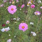 Cosmos bipinnatus ফুল