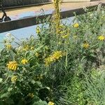 Asphodeline lutea Habit