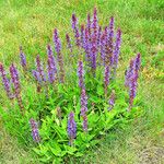 Salvia nemorosa Hábito