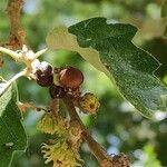 Quercus afares Плод