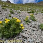 Adonis pyrenaica Habitus