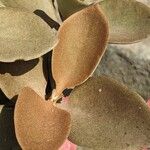 Kalanchoe orgyalis List