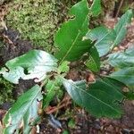 Laurus novocanariensis Лист