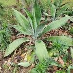 Agave shaferi Листок