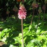 Veltheimia bracteata Cvet