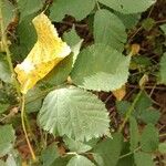 Rubus foliosus Blatt