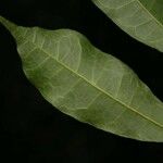 Trymatococcus oligandrus Лист