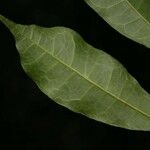 Trymatococcus oligandrus Leaf