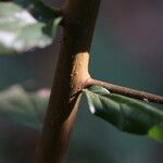Flacourtia indica Rinde