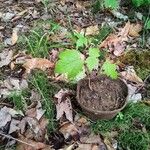 Acer spicatum Leaf