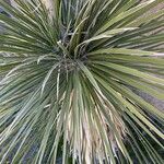 Yucca elata Blad