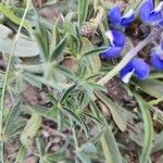 Lupinus bicolor Leaf