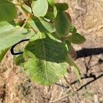 Pistacia vera Leaf