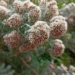 Ozothamnus rosmarinifolius Flor