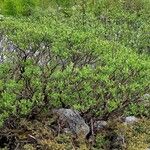 Salix breviserrata Libunga