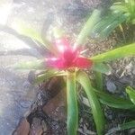 Neoregelia carolinaeHostoa