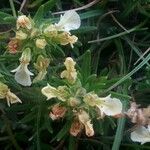 Teucrium montanum Blüte