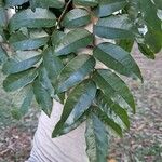 Myroxylon peruiferum Leaf