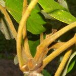 Lonchocarpus ferrugineus кора