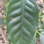 Coffea arabica ഇല