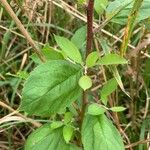 Malus sylvestrisFoglia