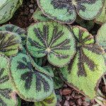 Begonia variegata Habit