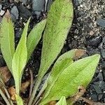 Solidago juncea Blad