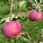 Malus pumila Gyümölcs