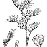 Astragalus epiglottis autre