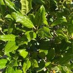 Ilex cornuta Blatt