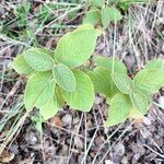 Viburnum lantanaLiść