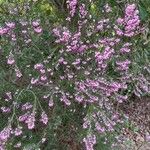 Erica erigena Kukka