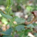 Aristolochia pistolochia Habit